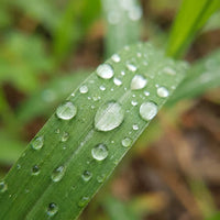 Water droplets on a leaf, for hydration