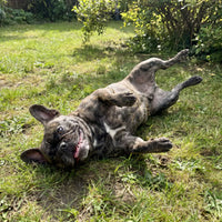 Dog rolling on its back to scratch