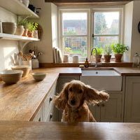 Spaniel shaking its head