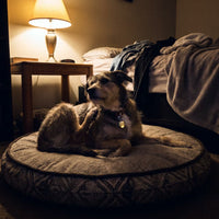Dog scratching its ear at night