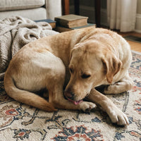 Labrador licking its paw